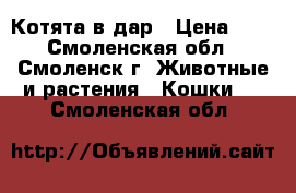 Котята в дар › Цена ­ 1 - Смоленская обл., Смоленск г. Животные и растения » Кошки   . Смоленская обл.